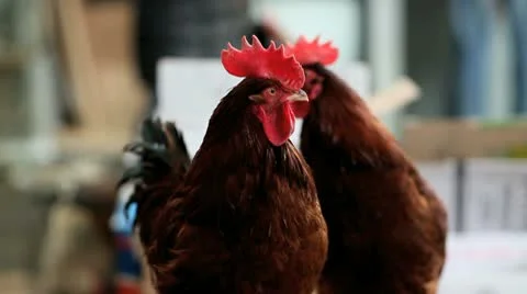 Red roosters Stock Footage 10711427