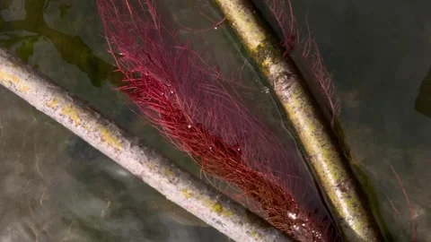 Red Roots Swaying Underwater Between Branches Stock Footage 345504958