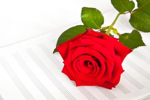 Red rosa Stock Photos