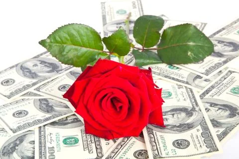 Red rosa Stock-Fotos