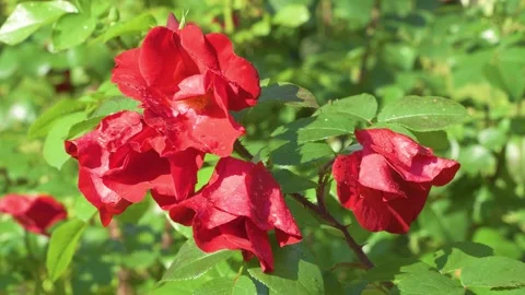 Red rosa robusta rose flower, close up Video stock 344551260