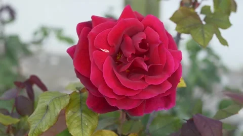 Red Rosa spp flower blooming in garden with soft petals and natural light. Rose Video stock 331864831