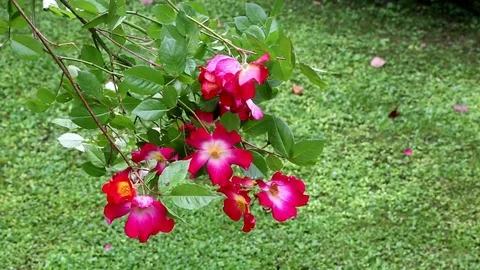 Red rosaceae flowers 库存影片 73603452