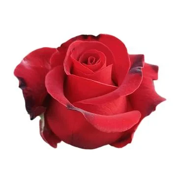 Red rose-1 Stock Photos
