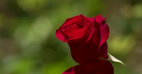 Red rose 2 Stock Footage 75715210
