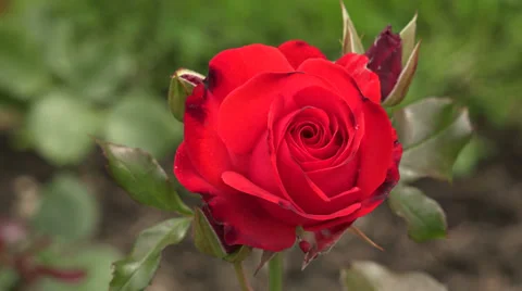 The red rose. 4K. Stock Footage 39718622