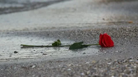 Red rose abandoned on a beach Vidéo 12272653
