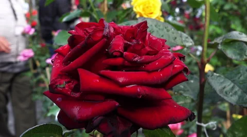 Red rose after the rain Stock Footage 68857098