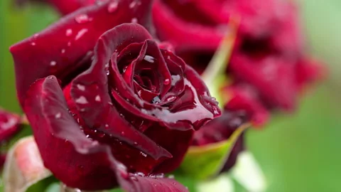 Red rose after rain Stock Footage 145422799