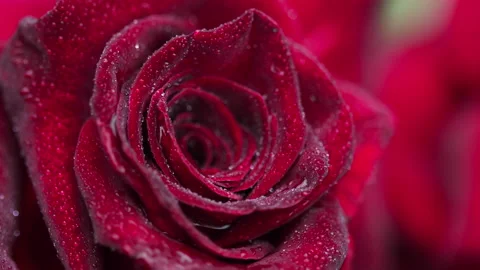 Red rose after rain, macro. Stock Footage 136548606