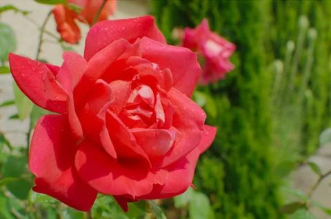 Red rose after rain Stock Photos