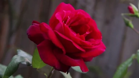 Red rose in the afternoon Stock Footage 74902326