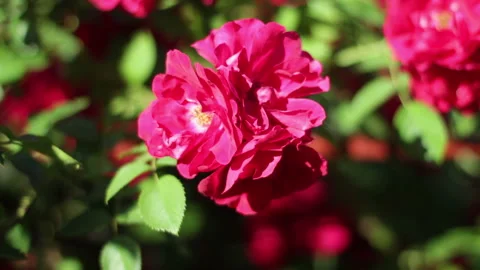 Red Rose Against The Background Stock Footage 91208296