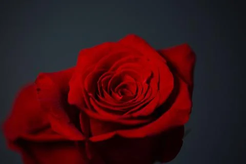 Red rose against a gray background, single rose Stock Photos