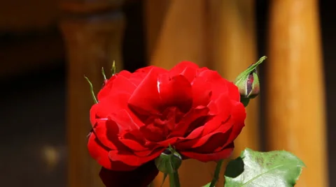Red Rose And Bee Stock Footage 38311419