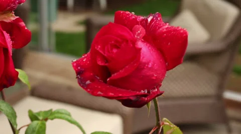 Red rose and drop of rain Stock Footage 34506364