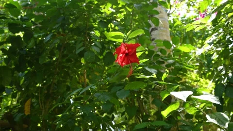 Red Rose and flower with Drops of water on green background. and Close up of Stock Footage 176983988