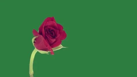 A red rose and frame colorful motion Stock Footage 336189073