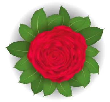 Red rose and leaf on white background vector Stock Illustration