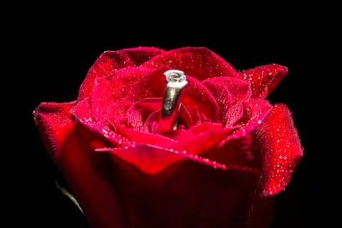Red rose and ring Stock Photos