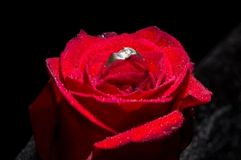 Red rose and ring Stock Photos