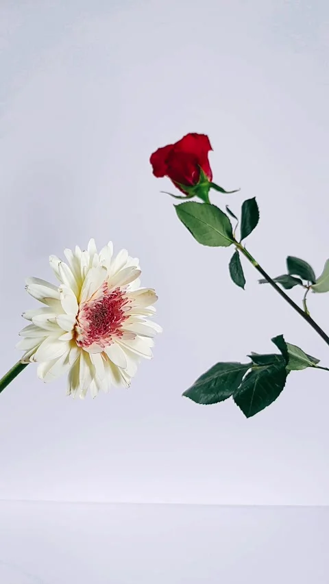 Red rose and white flower, flowers against white background, elegant rose 動画素材 306711095