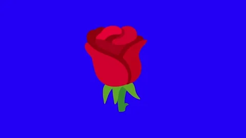 Red Rose Animation on Blue Screen Stock Footage 337593418