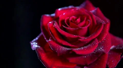 Red rose appears out of the darkness. Beautiful big head of rose flower Stock Footage 50052442