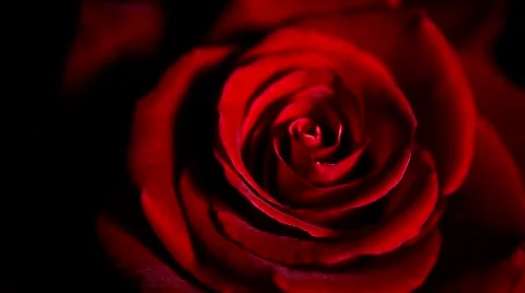 Red Rose appears out of the darkness. Beautiful big head of rose Stock Footage 50055244