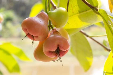 Red rose apple / bell fruit Foto stock