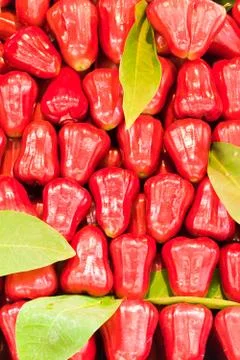 Red rose apple Stock Photos