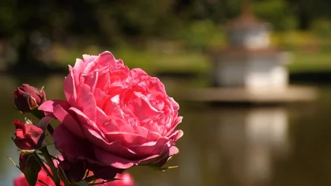 A Red Rose Background Stockbeeldmateriaal 91512748