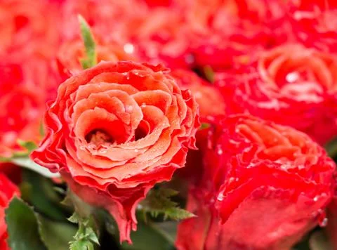 Red rose background Stock Photos