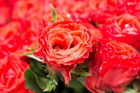 Red rose background Stock Photos