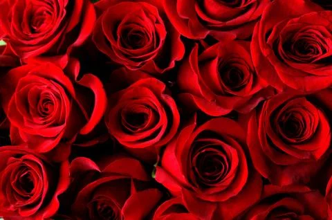Red rose background Stock Photos