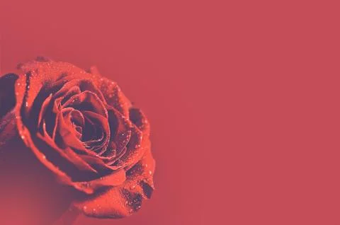 Red rose background Stock Photos