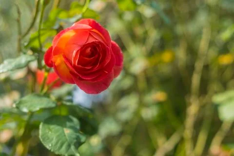 Red rose background Stock Photos