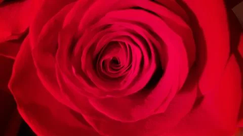 Red rose background Stock Photos