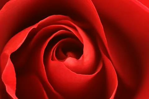 Red Rose Background Stock Photos