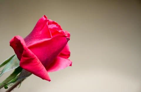 Red rose with a beige wall in background Stock Photos
