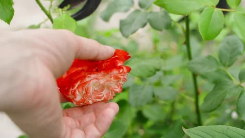 Red rose being cut with secateurs, close-up. Gardener working in rose garden Stock Footage 315033652