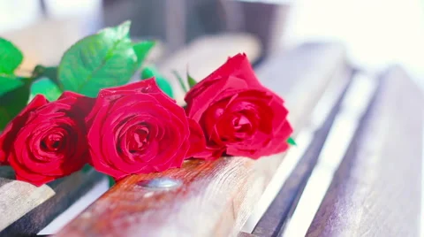 Red rose on the bench Stock Footage 60773368
