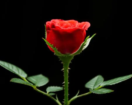 Red rose on a black background, Copyspace, Romantik theme, Beautiful fresh Stock Photos