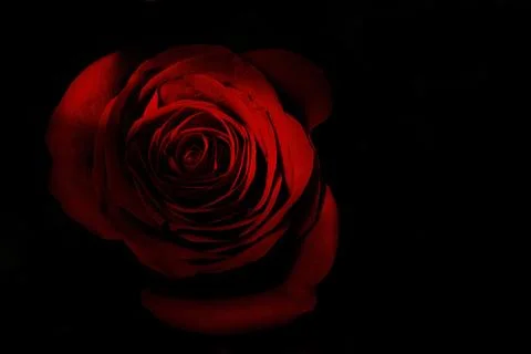 Red Rose on Black Background  Dramatic Fine Art Floral Close Up Stock Photos