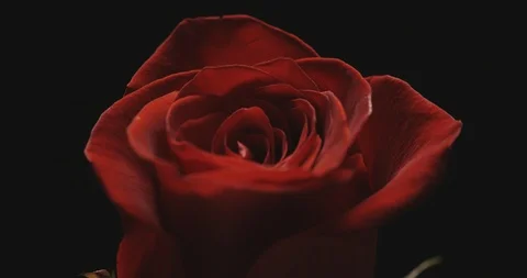 Red Rose on black background Stock Footage 127131652