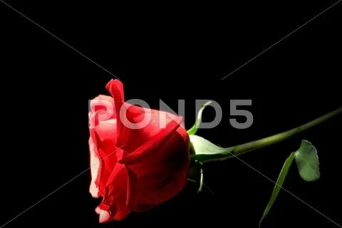 Red rose on a black background. Stock Photos