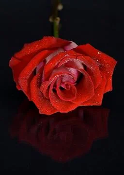 Red rose on black background Stock Photos