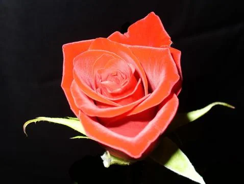 Red rose on black background Stock Photos