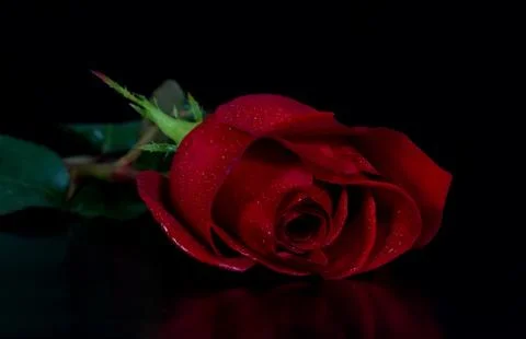 Red rose on a black background Foto stock