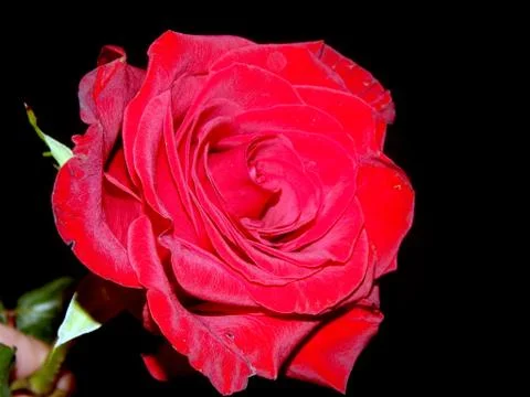 Red rose on a black background Stock Photos